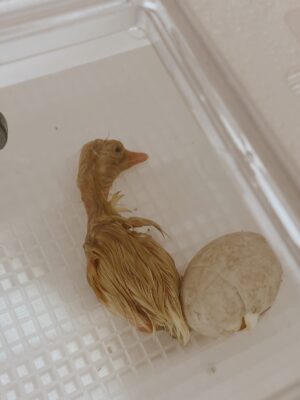 baby duckling hatching